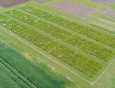 Vue aérienne (mai 2017) de l’évaluation phénotypique sur le site INRAE de Lusignan de 438 populations naturelles de ray-grass anglais extraites des collections des centres de ressources génétiques européens.