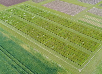 Vue aérienne (mai 2017) de l’évaluation phénotypique sur le site INRAE de Lusignan de 438 populations naturelles de ray-grass anglais extraites des collections des centres de ressources génétiques européens.