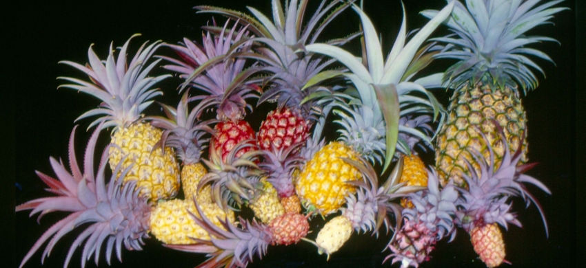 Diversité de l'ananas