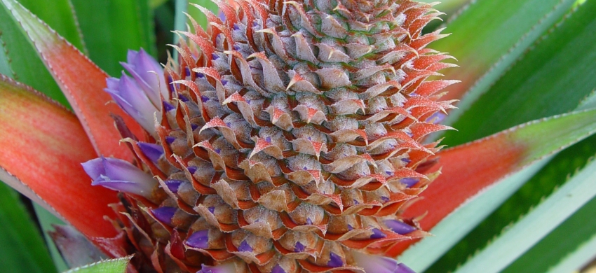 Fleur d'ananas cv. Bouteille