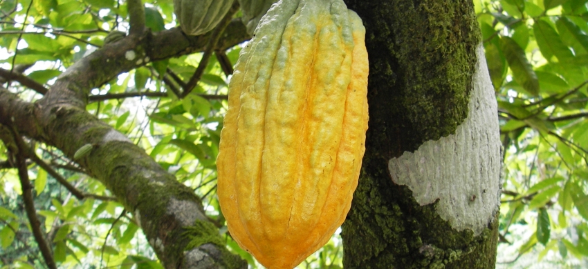 Espèce Theobroma cacao, clone GU 285 A