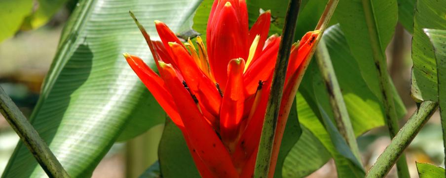 Musa coccinea, bananier ornemental de la section Callimusa