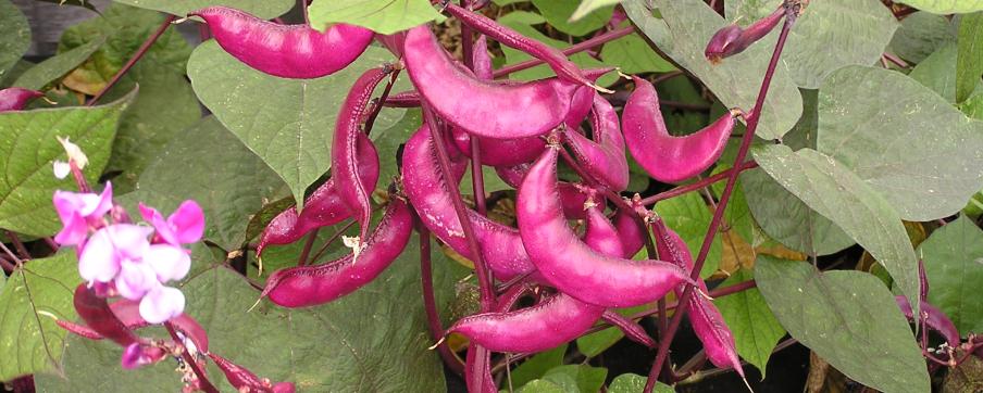 Lablab purpureus