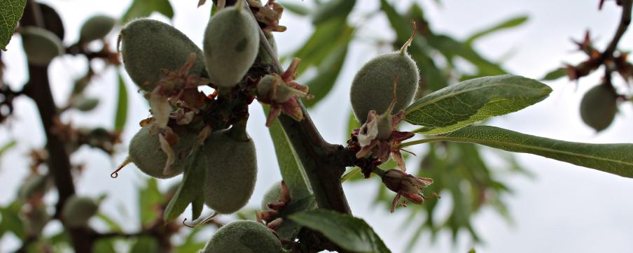 amandes