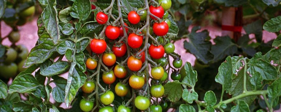 Tomate