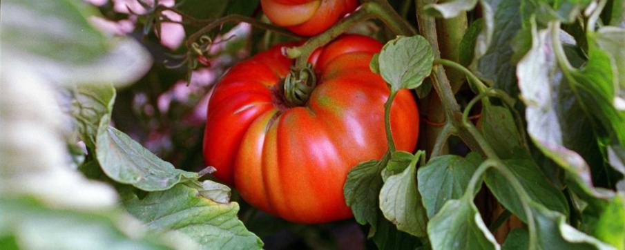 Tomate