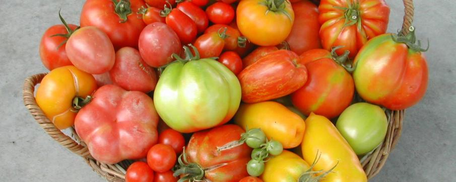 Tomate