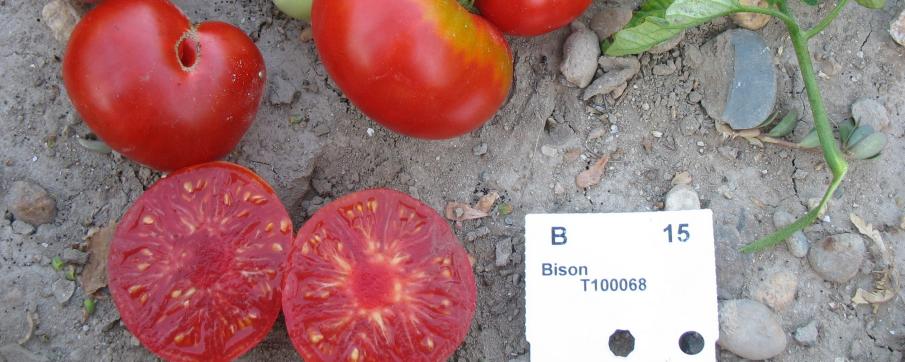 Tomate