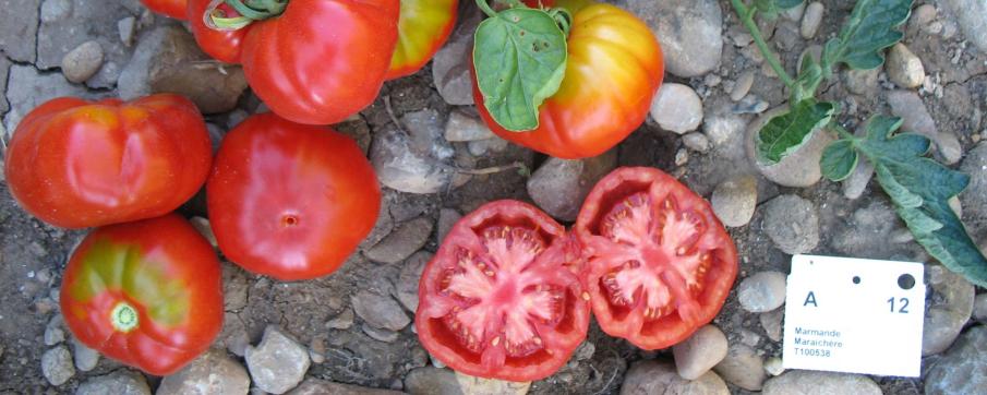 Tomate