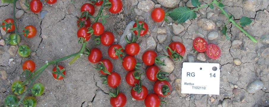 Tomate