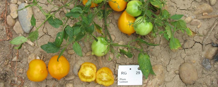 Tomate