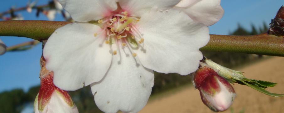 Fleur d'amandier - photo H. Duval INRAE