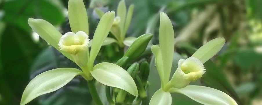 fleurs de vanille