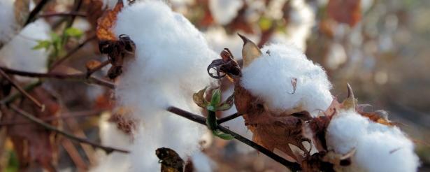 cotton