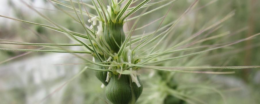 Aegilops