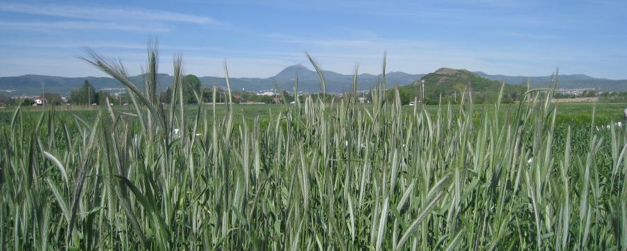 Seigle