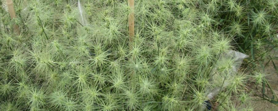 Aegilops