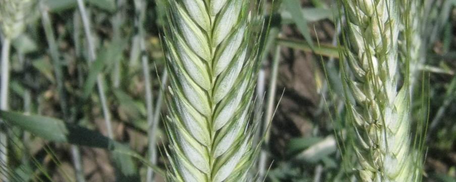 Triticales