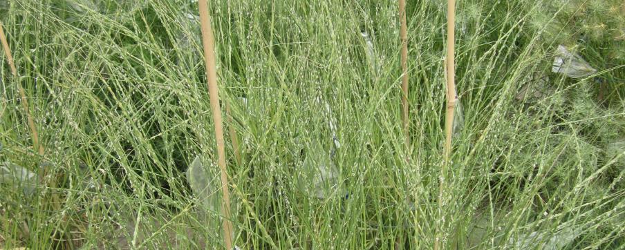 Aegilops 4
