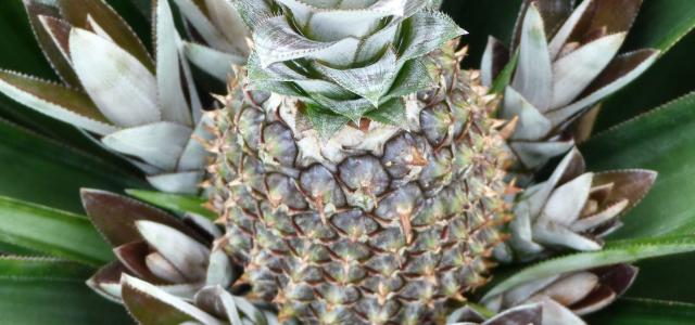 Ananas