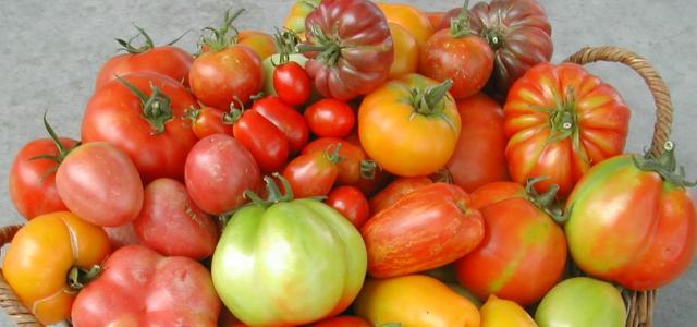 Tomate