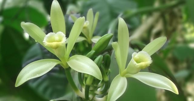 fleurs de vanille