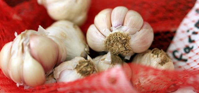 Bulbes d'ail