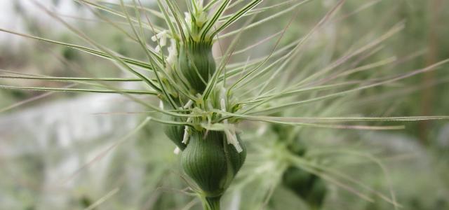 Aegilops
