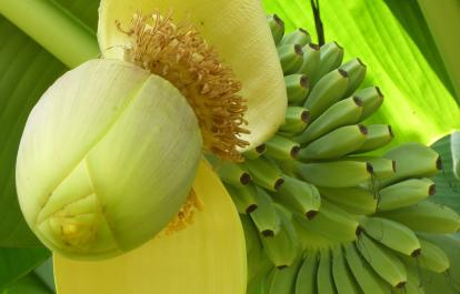 Bananes