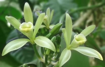 fleurs de vanille