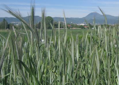 Seigle
