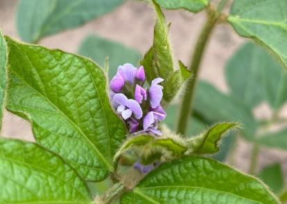 fleur violette