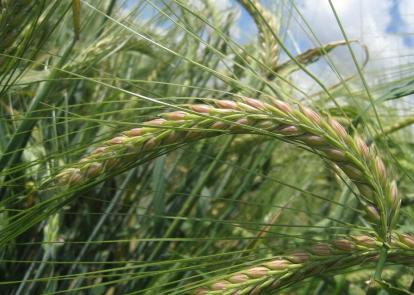 Barley 5
