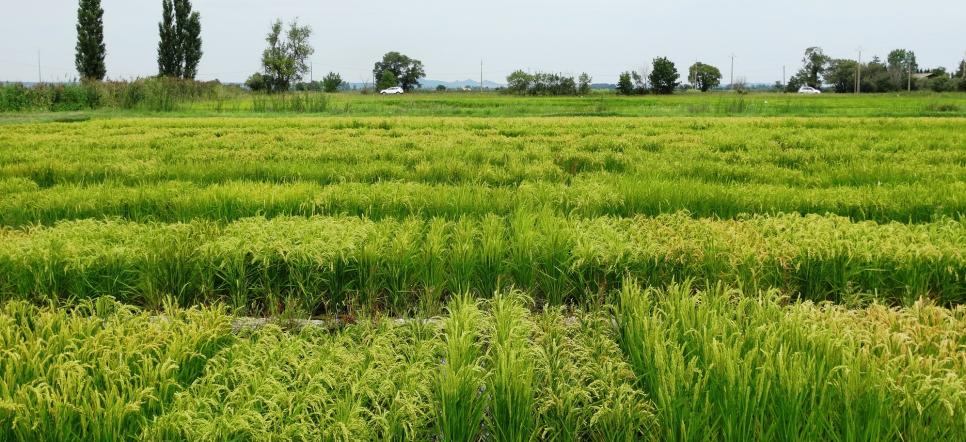 Parcelles de riz