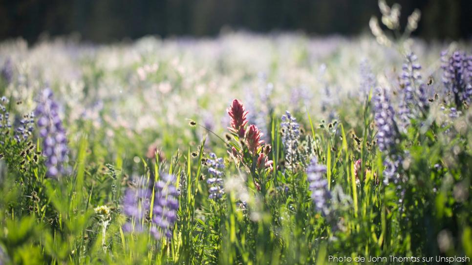 wild flowers