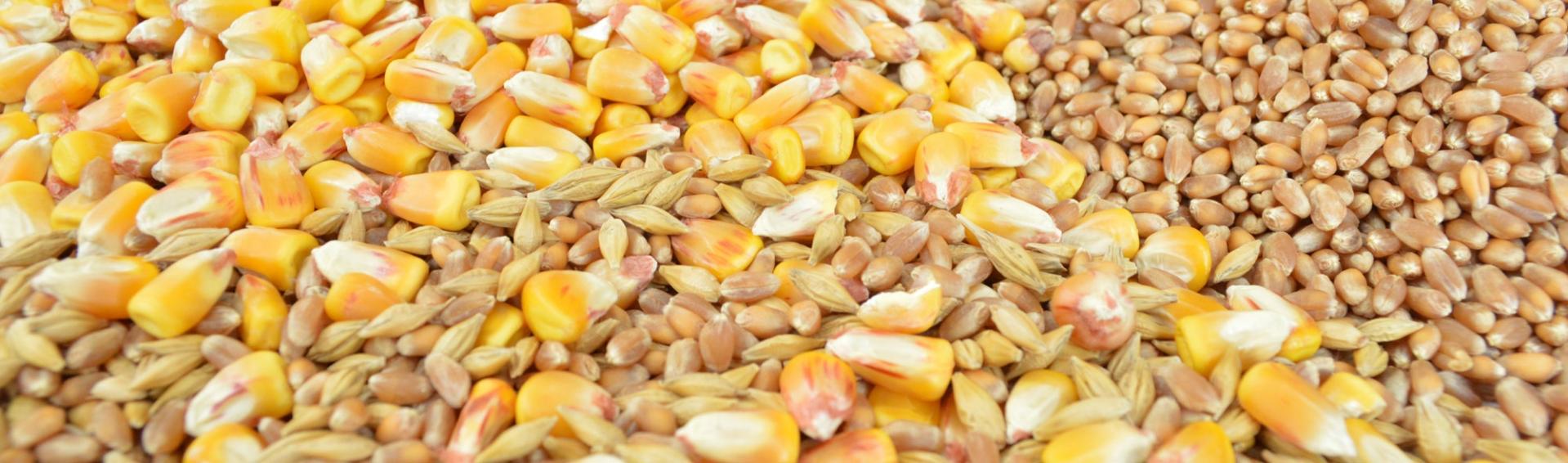 grains