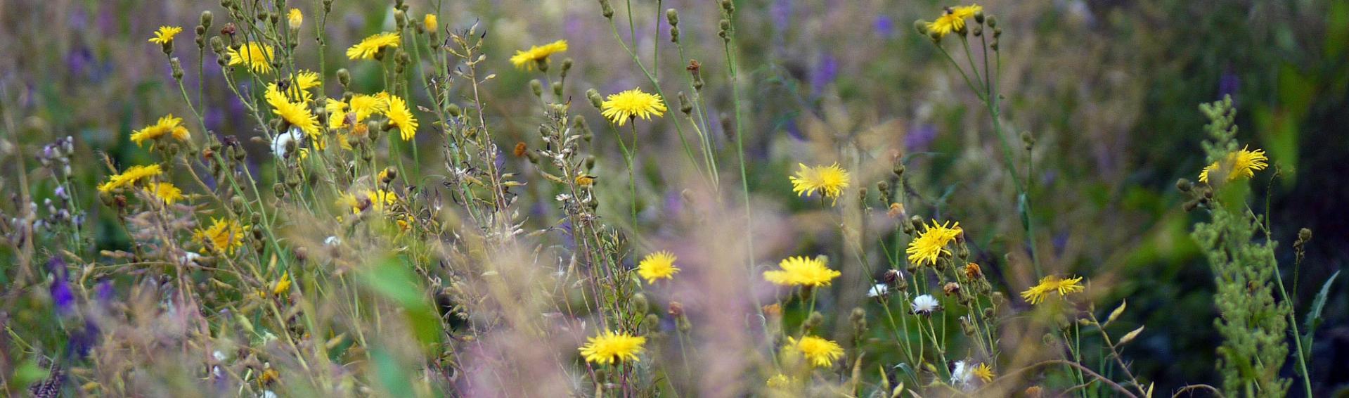wild-herbs