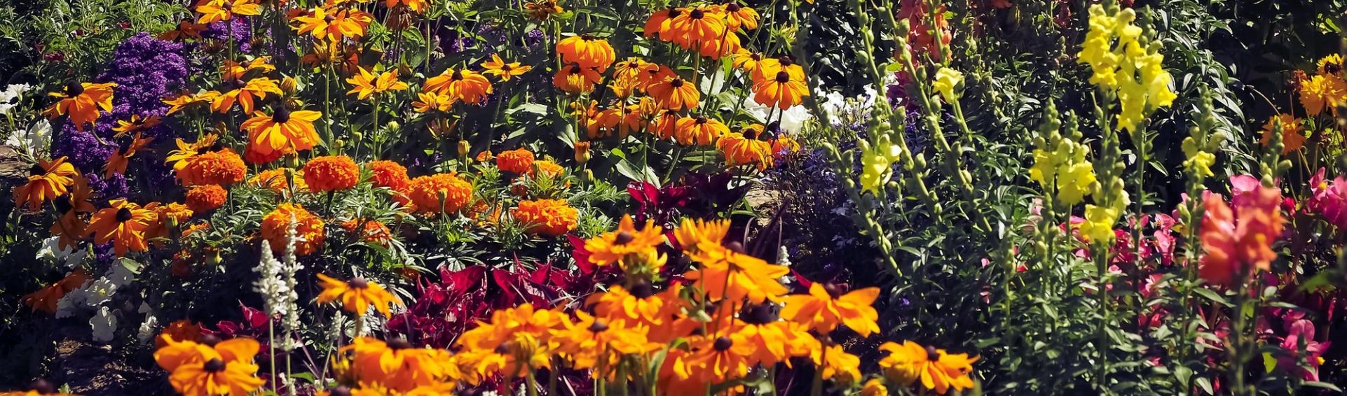 Collections fleurs