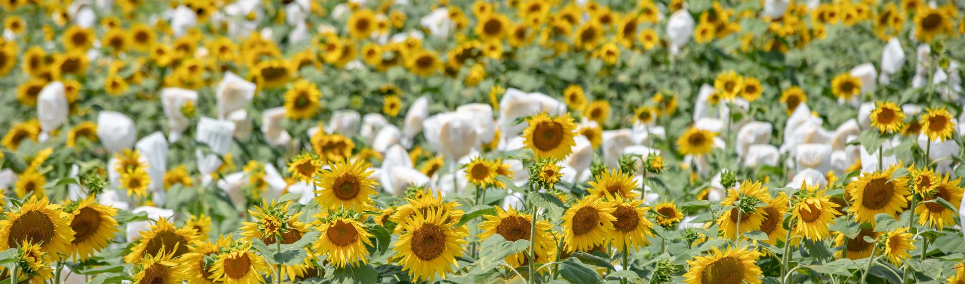 champ de tournesol