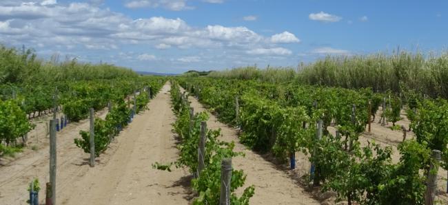 domaine de Vassal