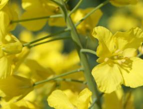Fleurs de colza