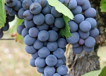 grapes-522010_cr.jpg