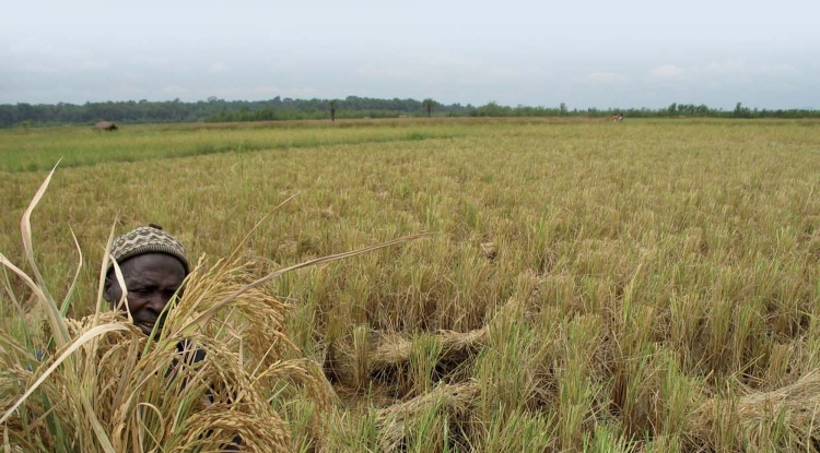 Récolte du riz en Basse-Guinée.