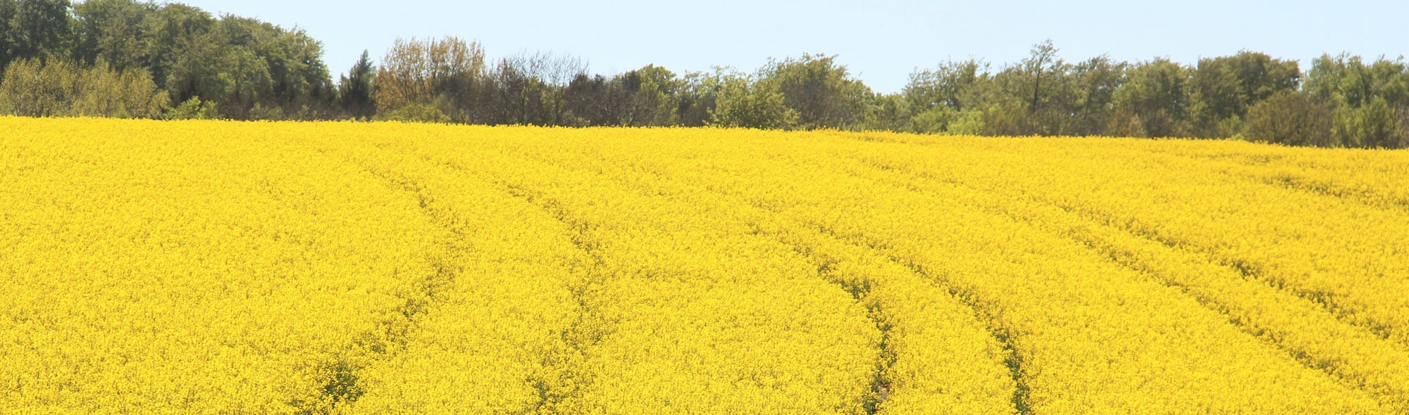 field-of-rapeseeds-1380239.jpg